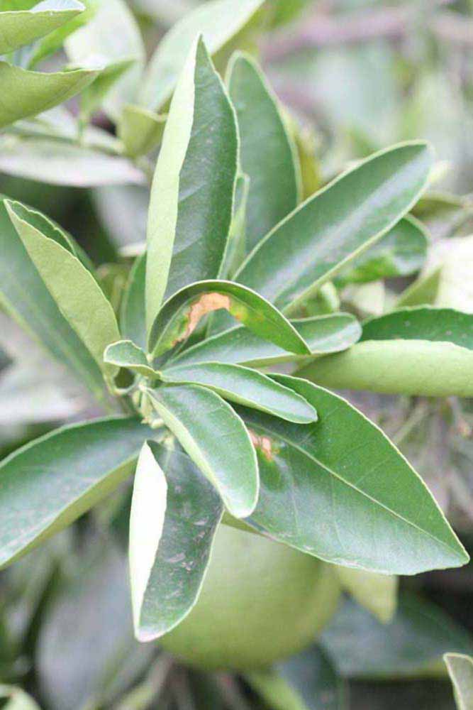              Sun leaves (Riverside, CA)       